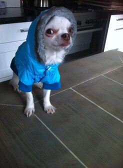 Trendy jasjes met capuchon